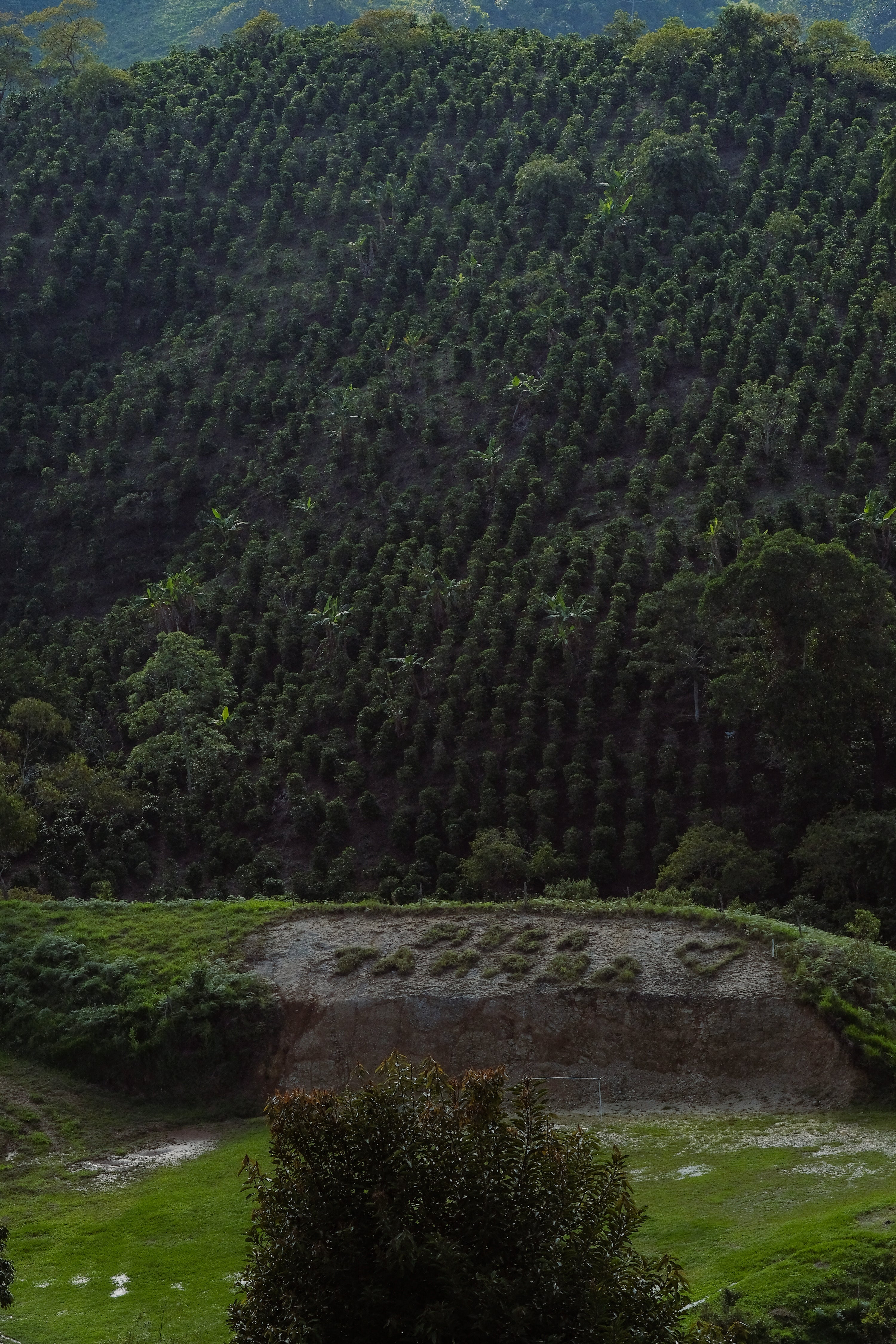 Elías Roa ‘Finca Tamana’ Decaf // Huila, Colombia