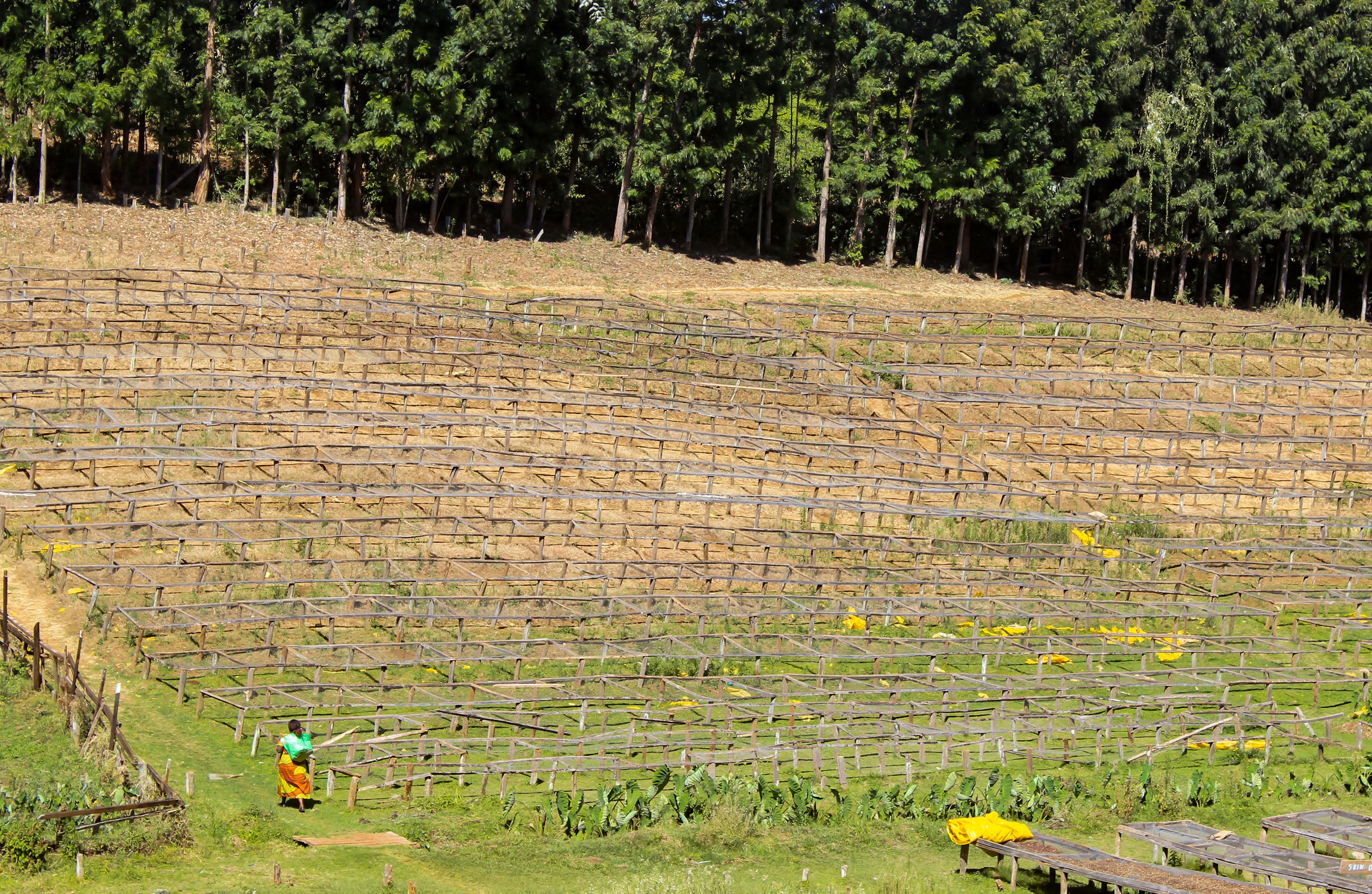 Karani AA Washed // Kirinyaga, Kenya