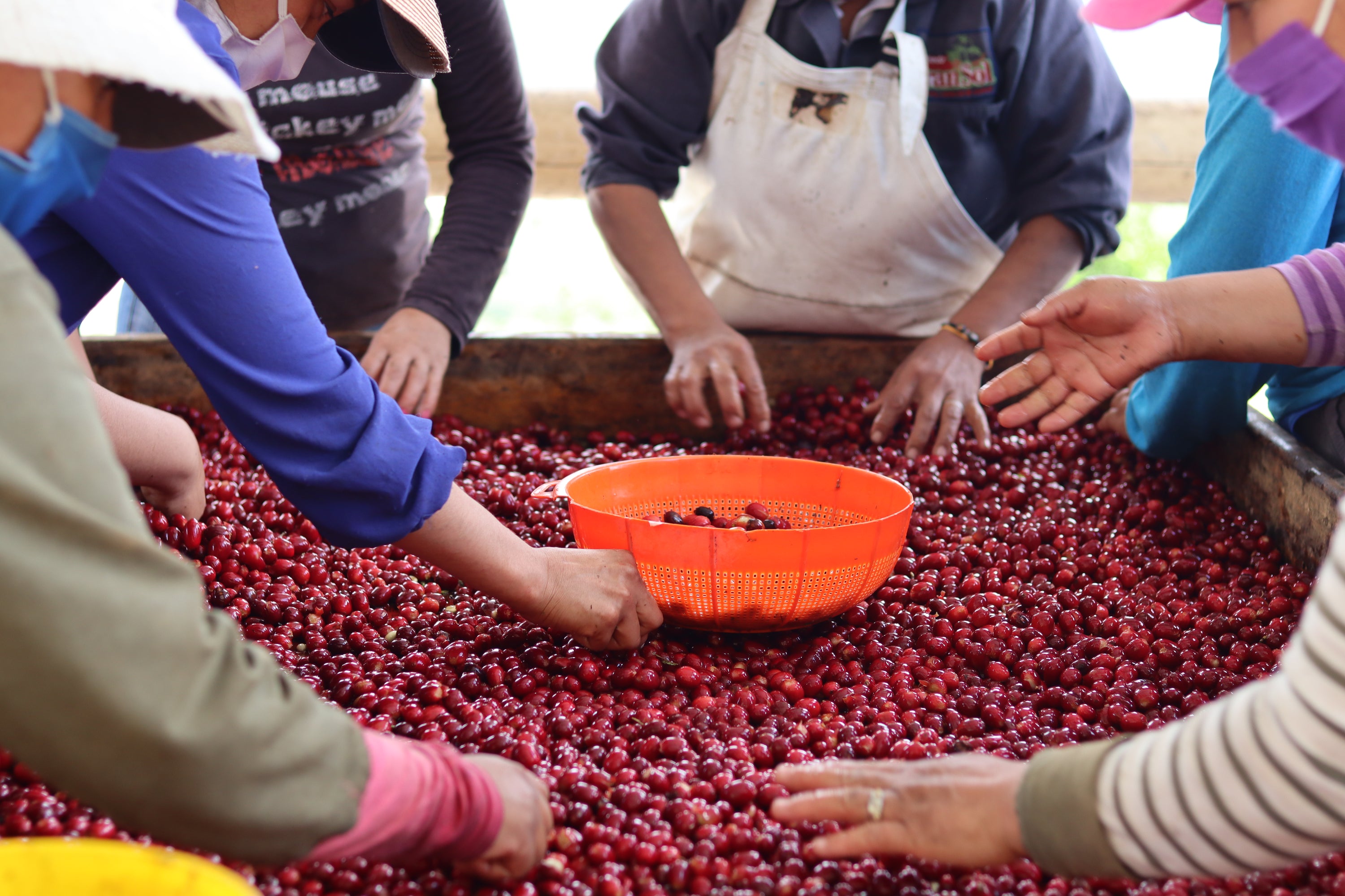 Ana Maria & Nicolas Crespo ‘Pillcocaja’ Ethiope • Natural // Azuay, Ecuador