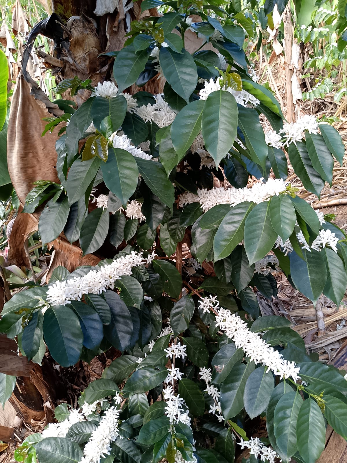 José Gabriel Chamba Criollo • Washed // Loja, Ecuador