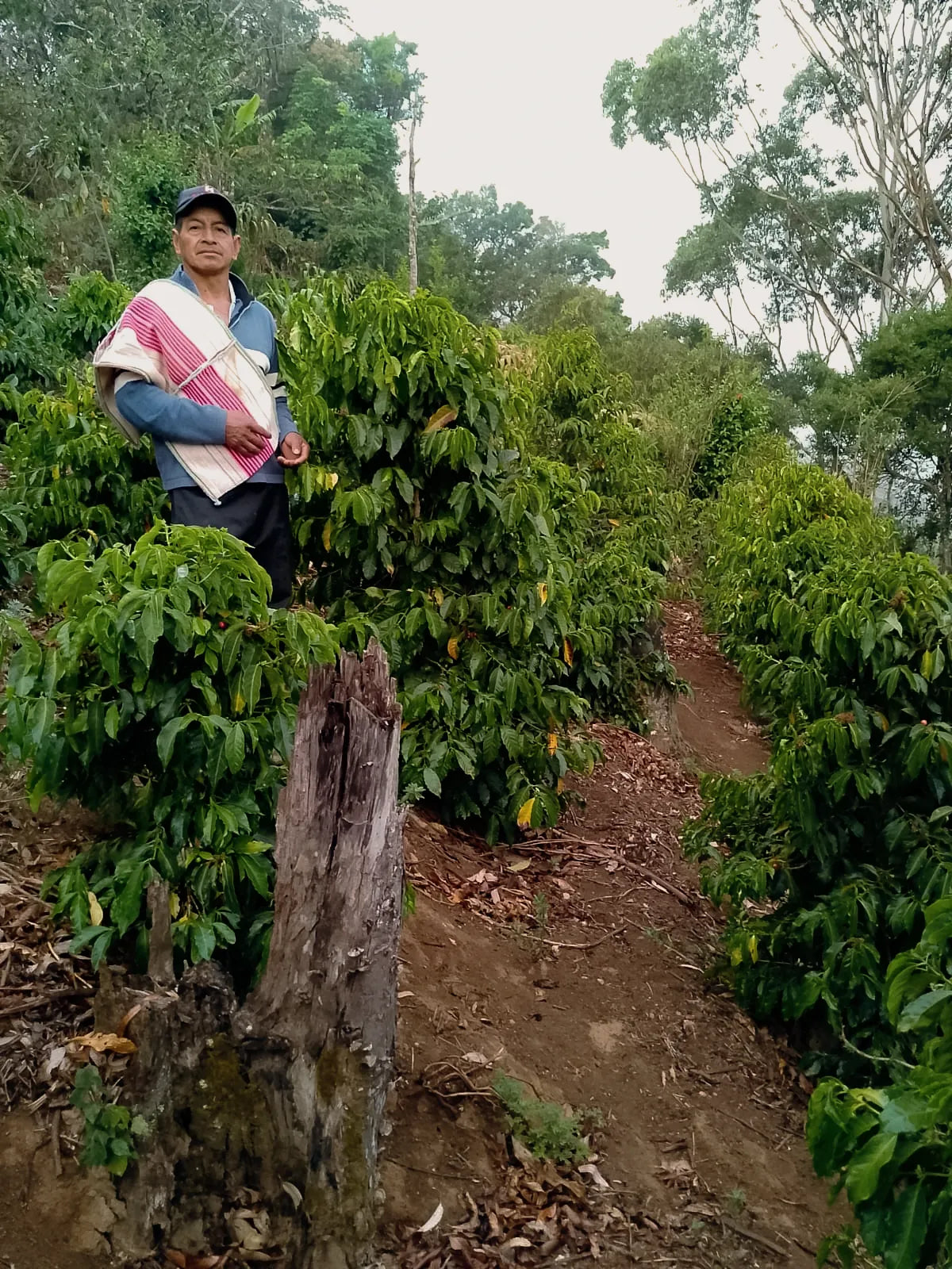 José Gabriel Chamba Criollo • Washed // Loja, Ecuador