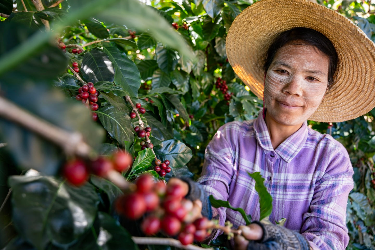 Done Li Tan Catuai • Natural // Hopong, Myanmar