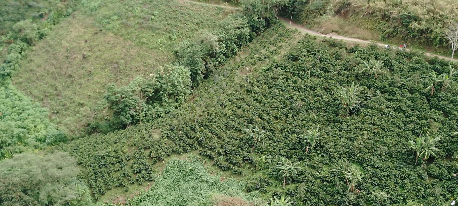 Nayith Morales - Pink Bourbon // Huila, Colombia