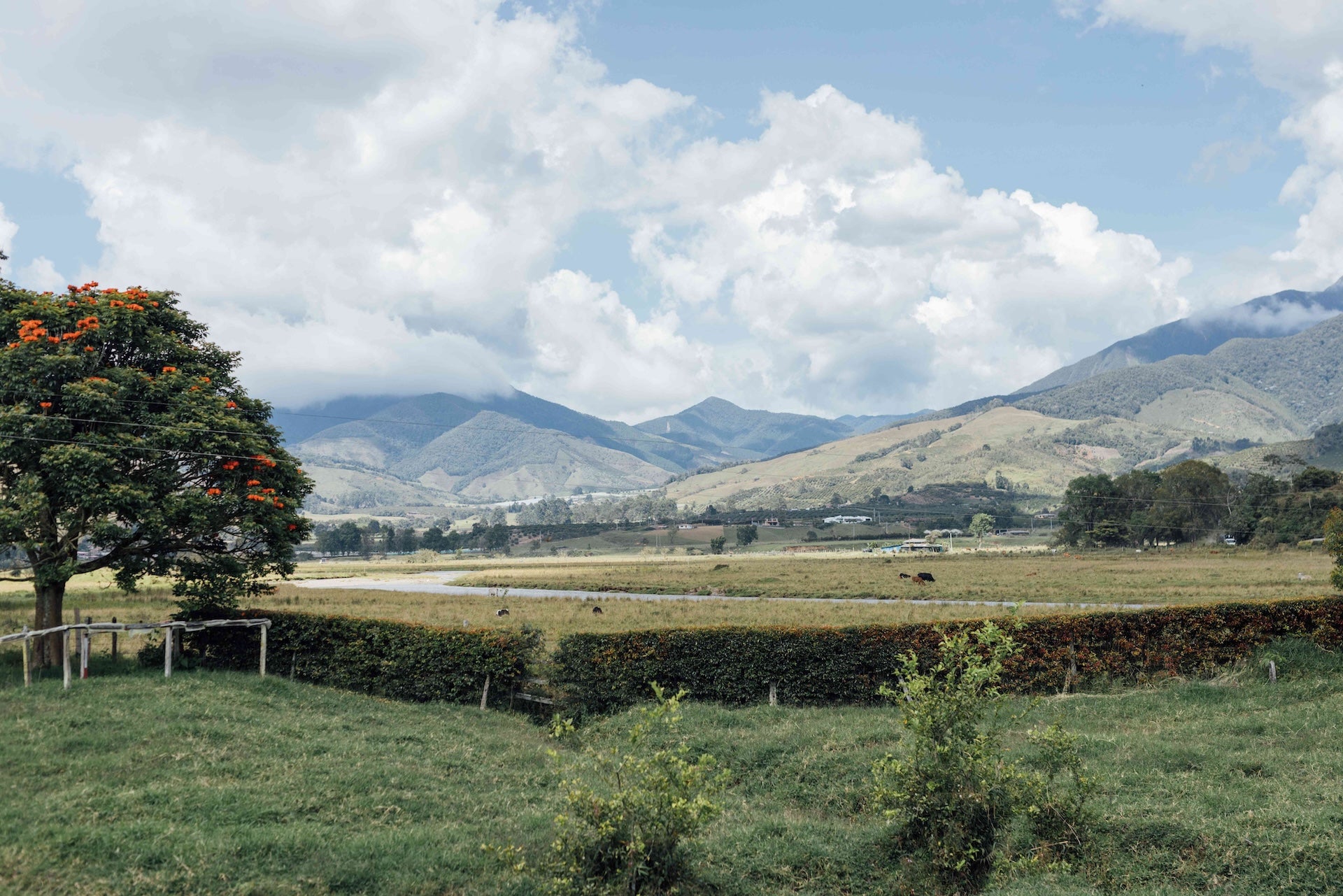 Víctor Florez Chiroso • Washed // Urrao, Colombia [HEX]